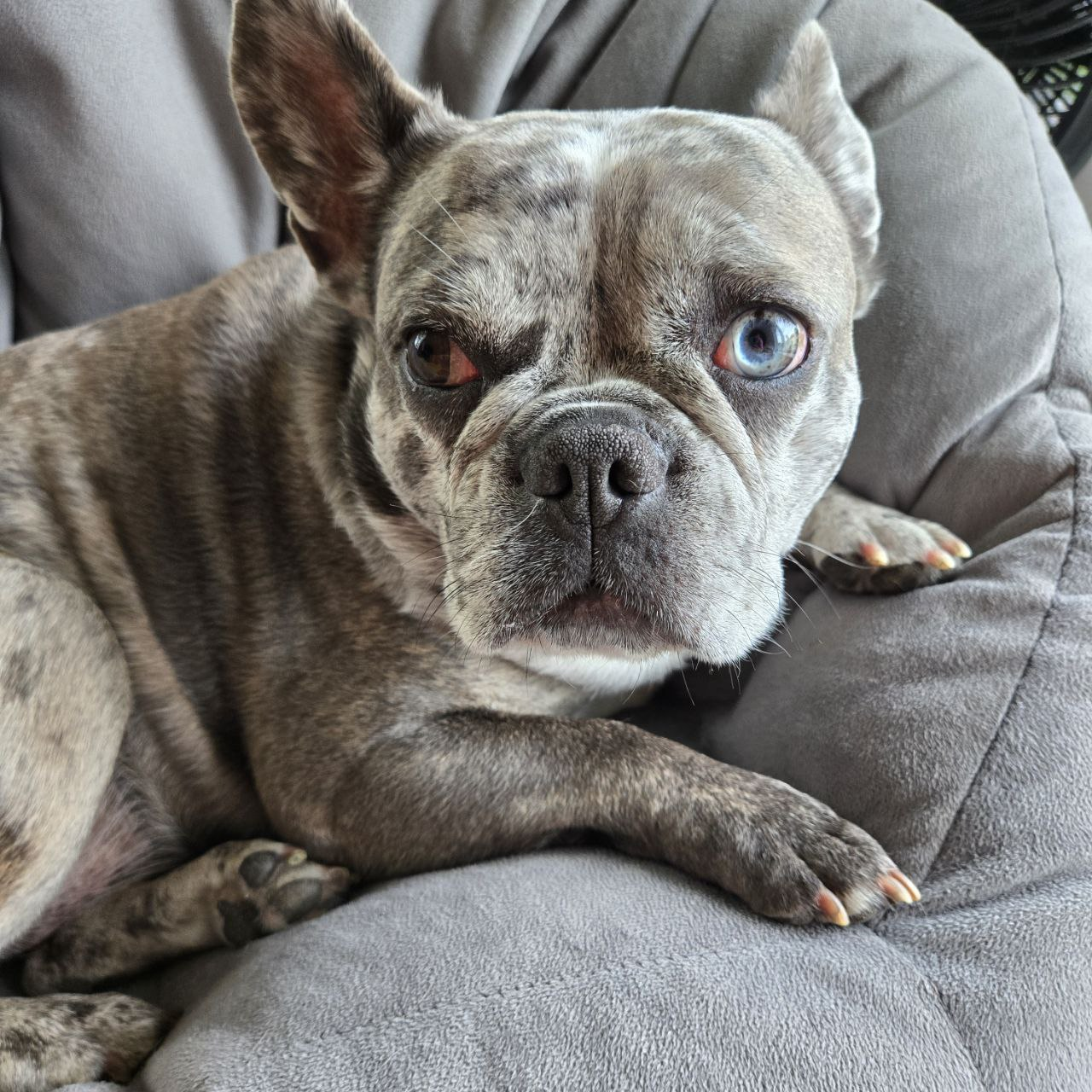 Ella Beanbag Close-up Heterochromia