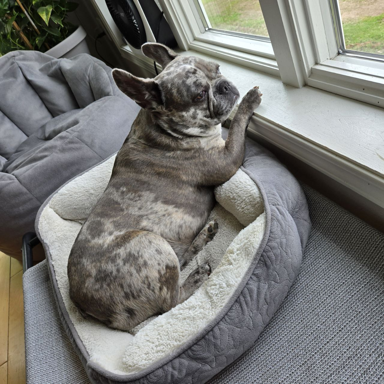 Ella Bed Sentry Pose