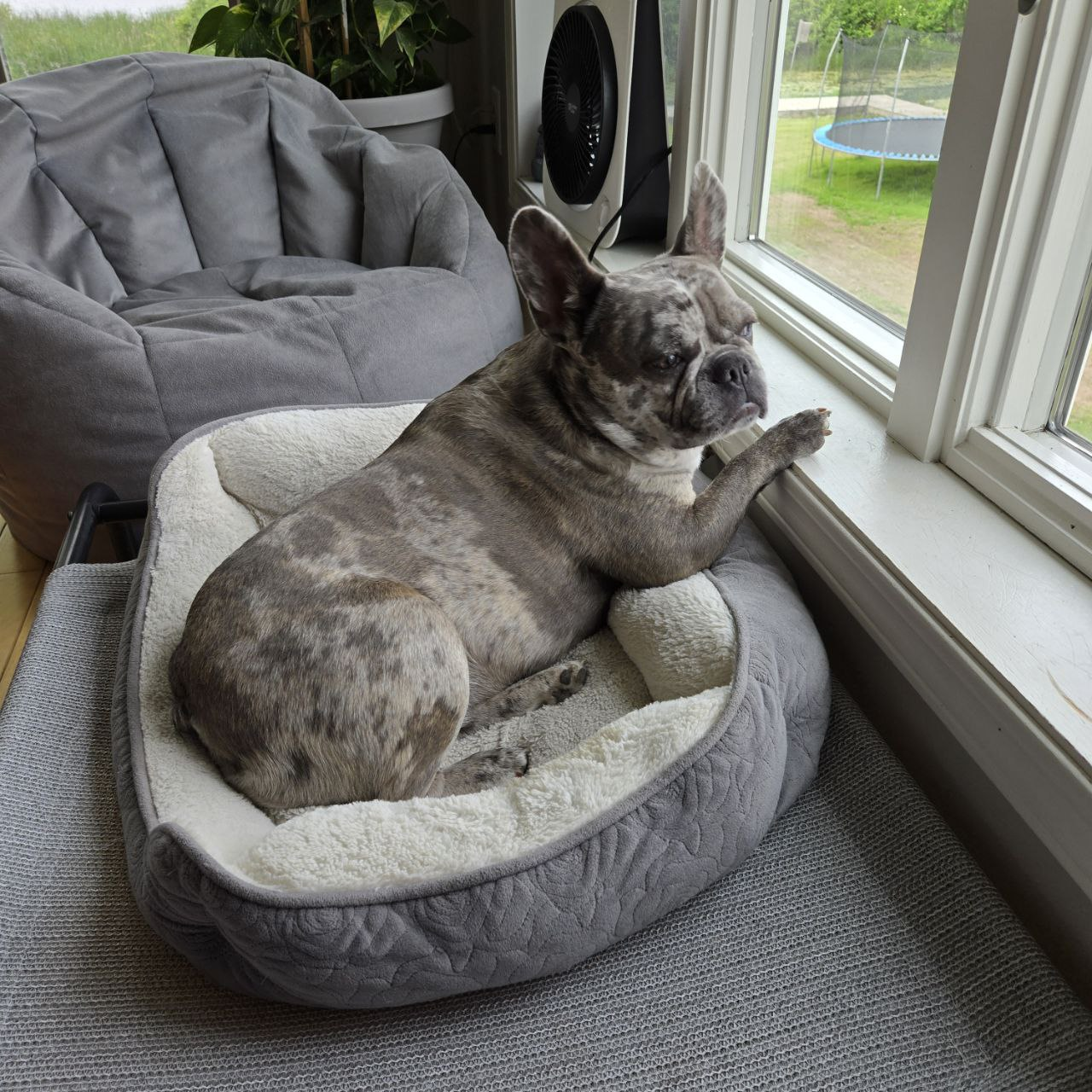 Ella Bed Window Gaze