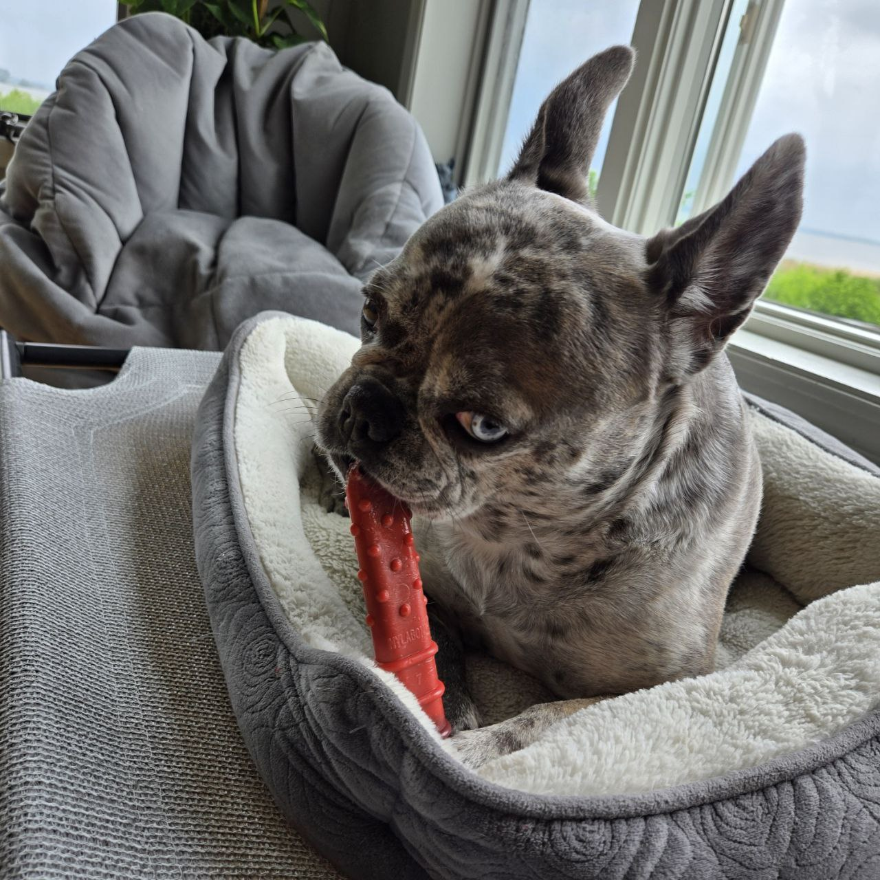 Ella Chewing Toy on Bed