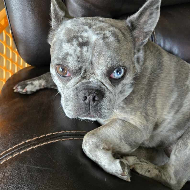 Ella Close-up Heterochromia