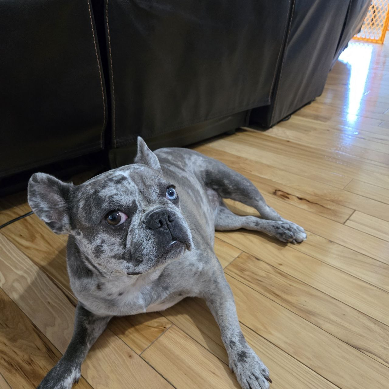 Ella Curious on Floor