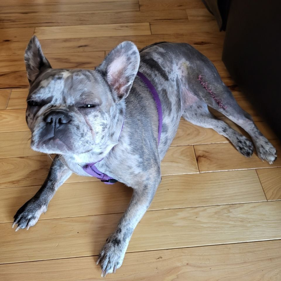 Ella Relaxed Post Surgery