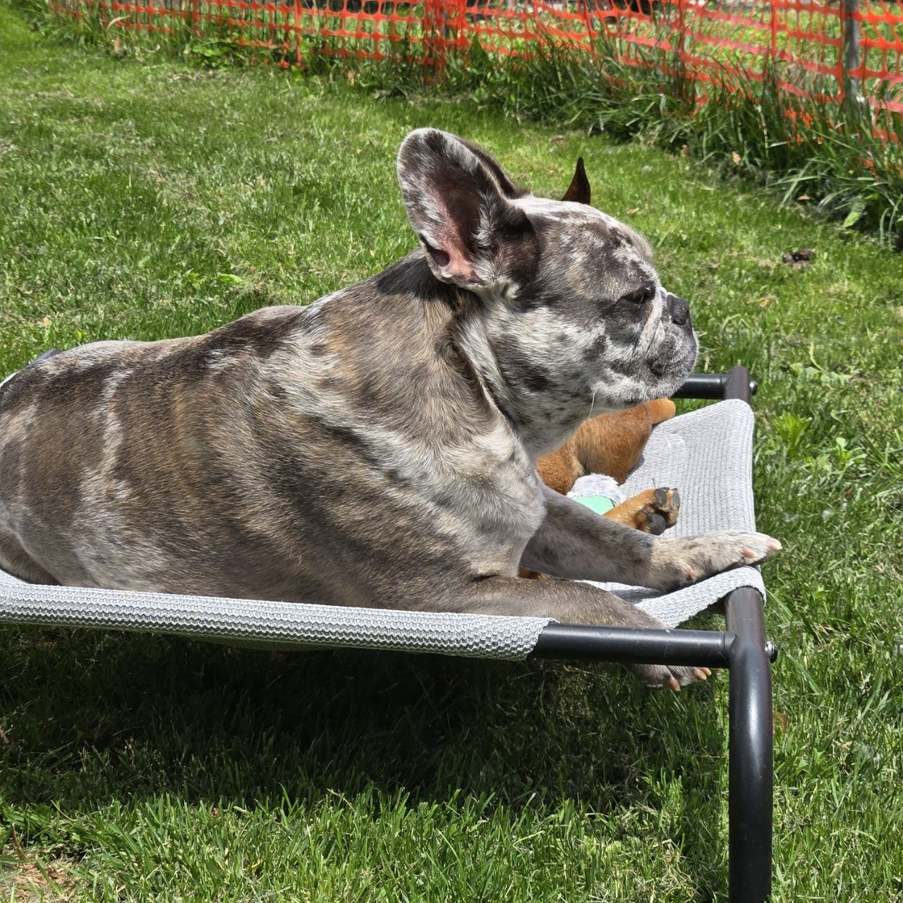 Ella Relaxing Outdoor Bed