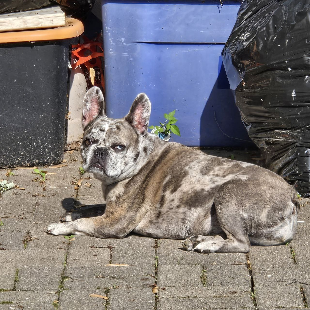 Ella Sunbathing Grumpy Face