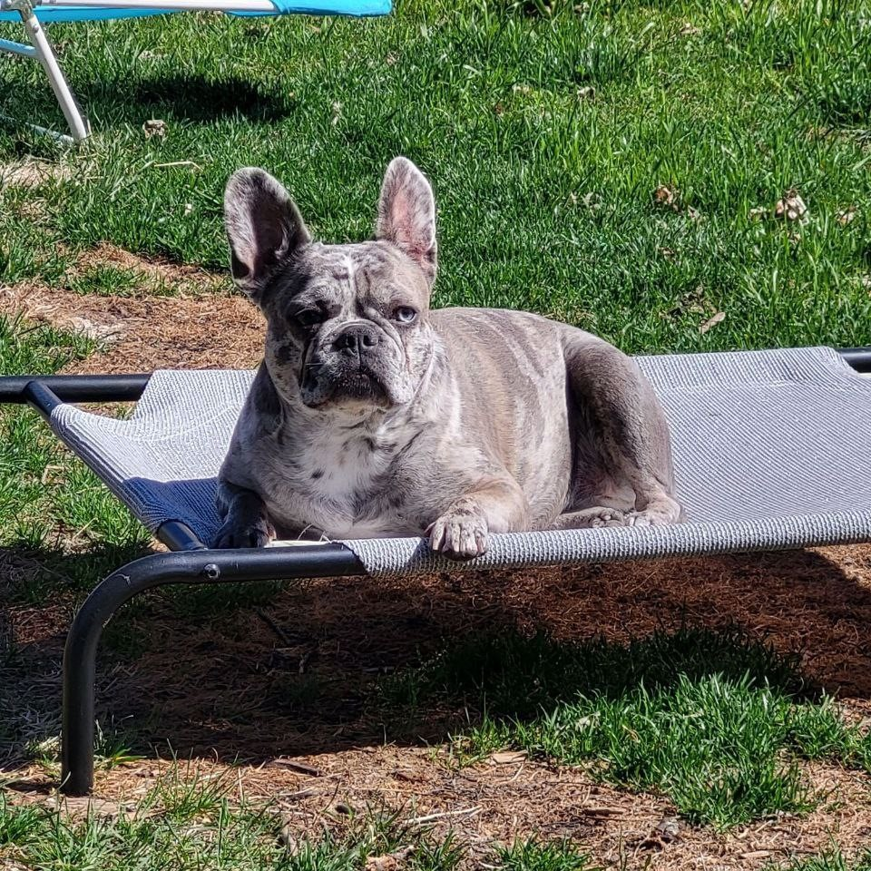 Ella Sunbathing on Bed
