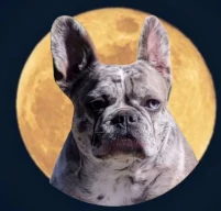 Ella the Crypto Queen