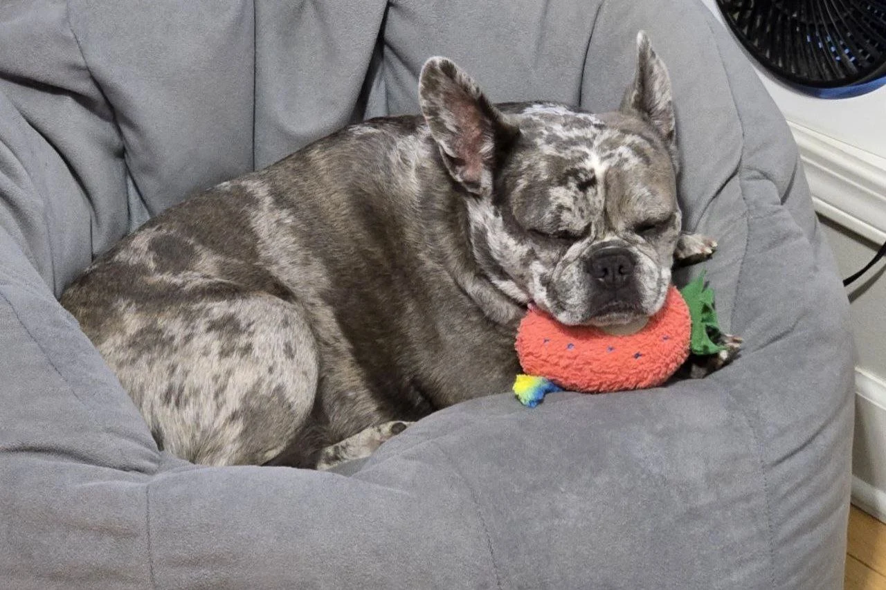 Ella Beanbag Toy Nap